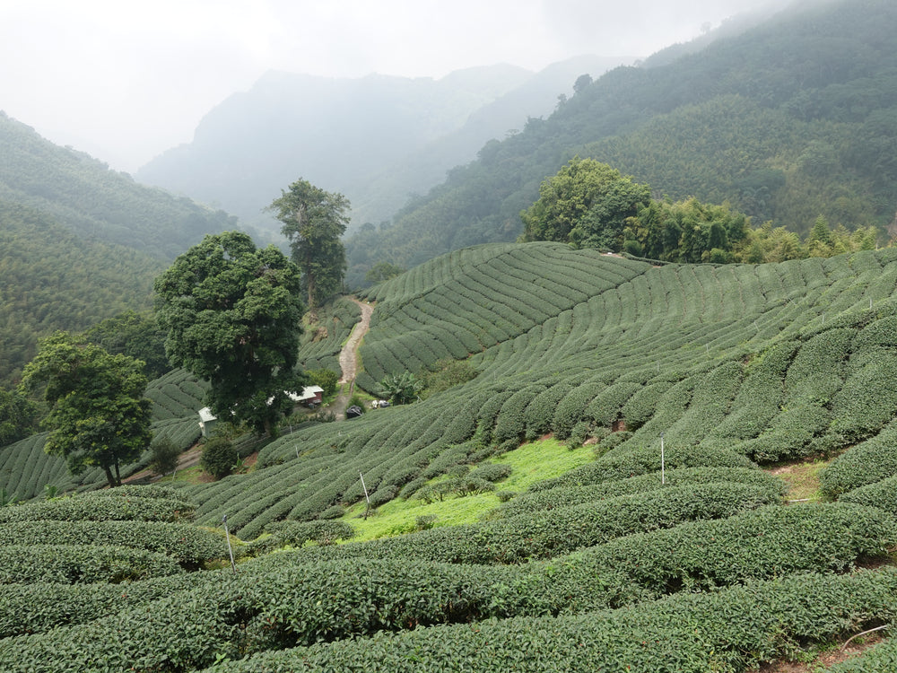 Speric Tea Spirit Tea | Taiwan