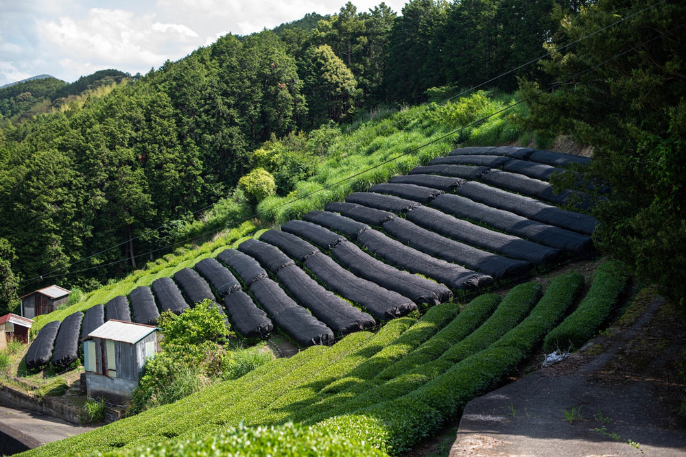 Spirit Tea | Japan