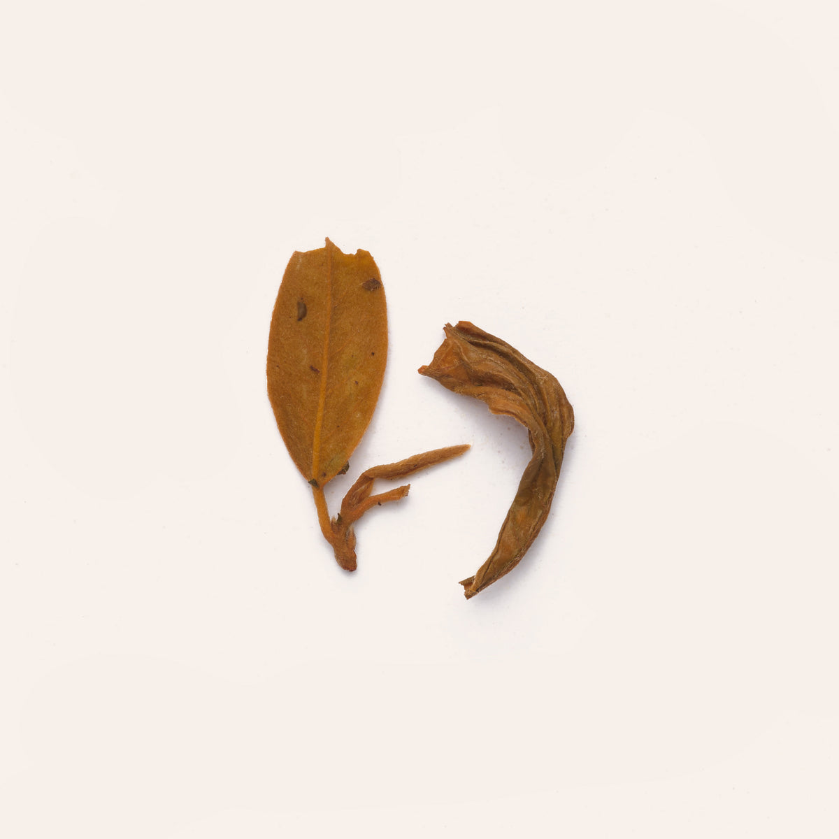 Spirit Tea | Eagle Leaf Herbal Tea
