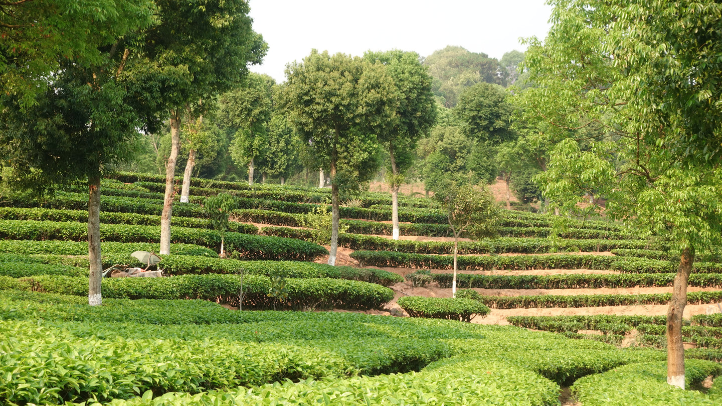 Spirit Tea | Yunnan Yellow